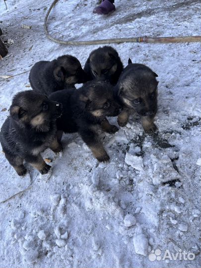 Щенки немецкой овчарки