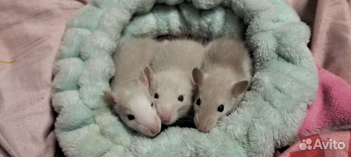 Крысята к