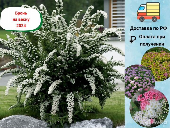 Саженцы Спиреи, Спирея