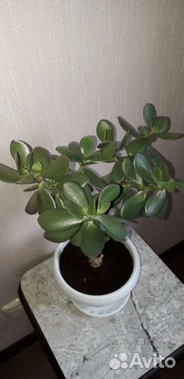 Взрослое Денежное дерево(толстянка) и отростки