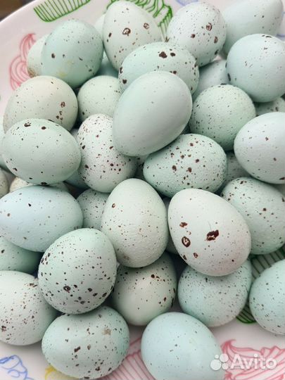 Инкубационное яйцо перепелов Селадон