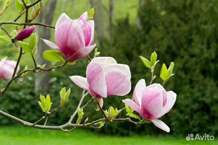 Магнолия