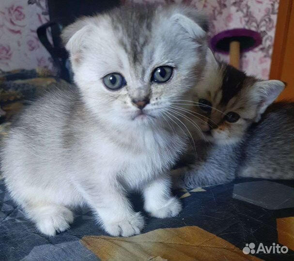 Шотландские котята