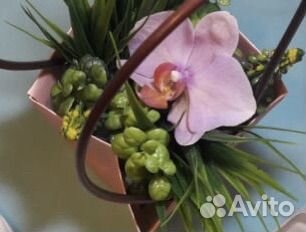 Орхидея, реанимашка, детка