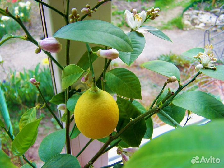 Лимон Мейер