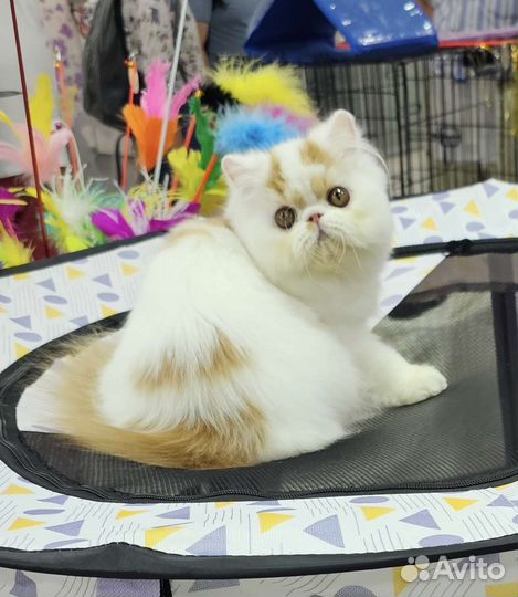Персидский котенок