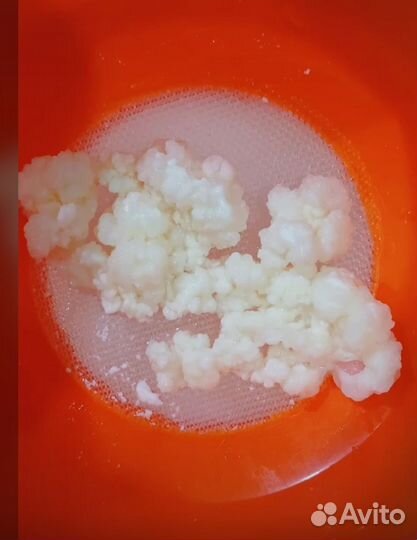 Тибетский молочный гриб