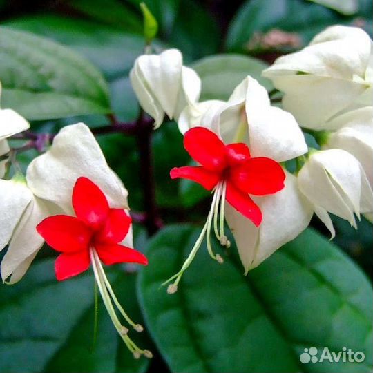 Клеродендрум томпсона