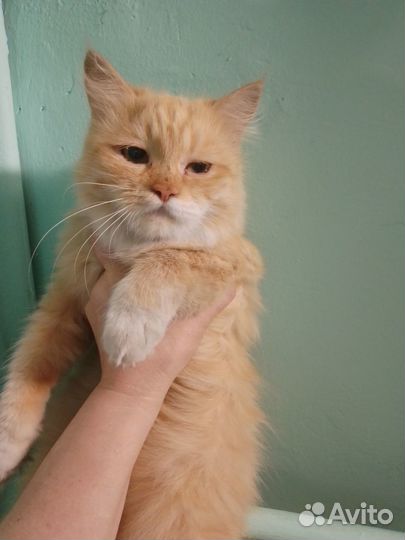 Найдена красивая чистая ухоженная киса