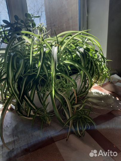 Цветы(хлорофитум)