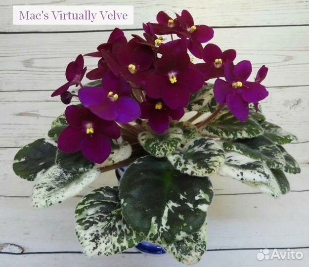 Детки, стартеры, головы и листики сортовых фиалок