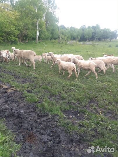 Овцы и козы