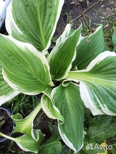 Хоста в ассортименте