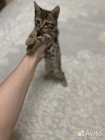 Бенгальские котята