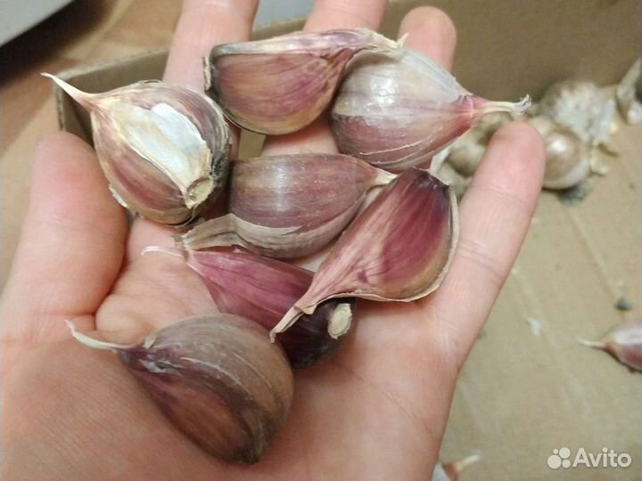 Семена чеснока