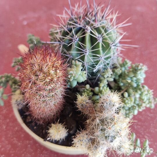 Разные кактусы