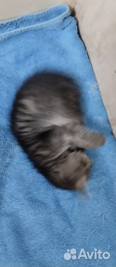 Котята ангорята