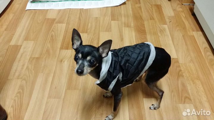 Комбинезоны для собак мелких пород