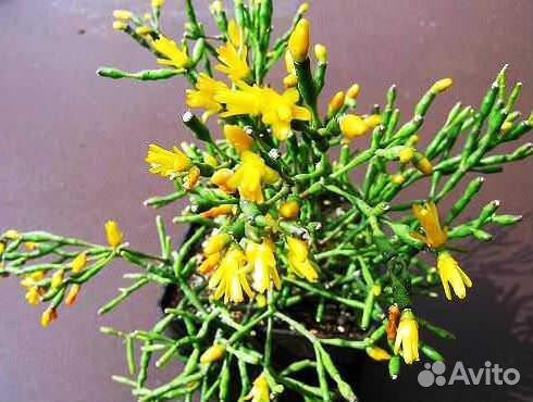 Хатиора - не рипсалис, желтая, кактус, суккулент