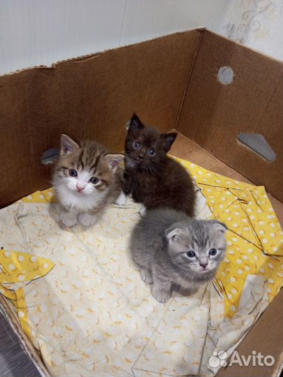 Котята