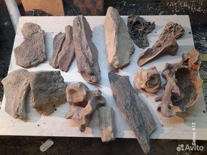 Кости мамонта