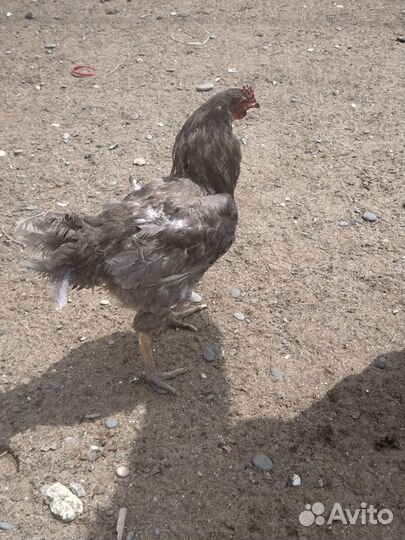 Молодые петухи