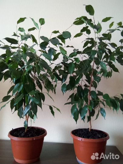 Фикус Бенджамина