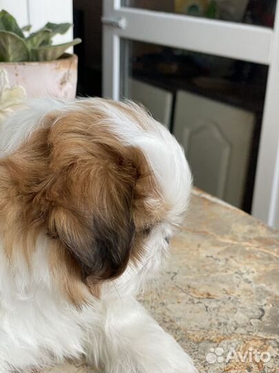 Маленькая собака