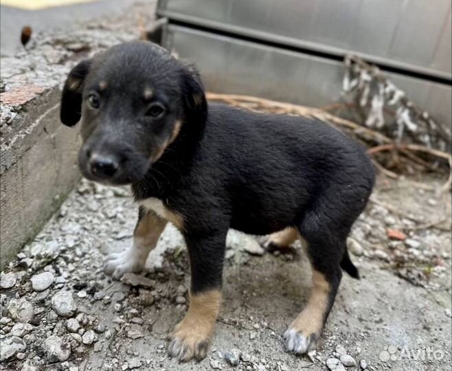 Красивая девочка