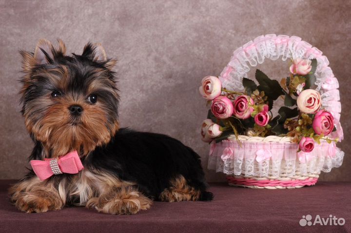 Йоркширского терьера мелкая курносая Адель РКФ