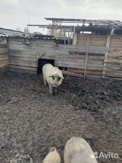 Хряк венгерской мангалицы
