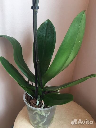 Орхидея фаленопсис