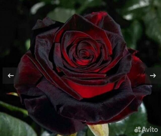 Роза Ангстрем, Зефир, Алая, Марон