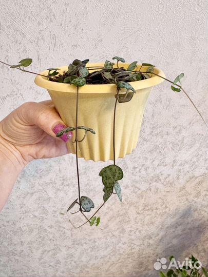 Церопегия Вуда