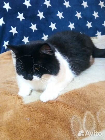 Котик Тиша очень ищет дом