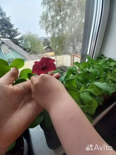 Петуния тайдал