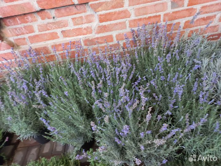 Лаванда саженцы