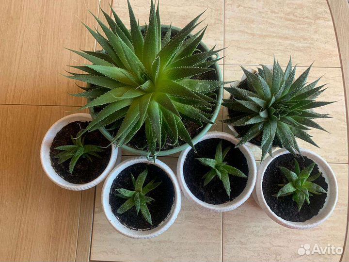 Хлорофитум