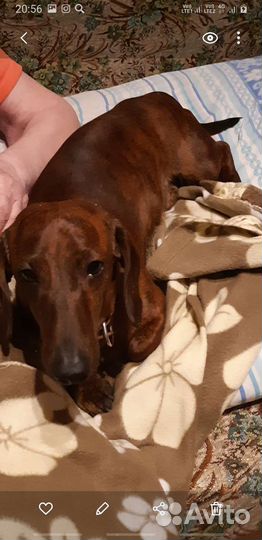 Вязка кобель такса