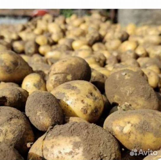 Продам картофель