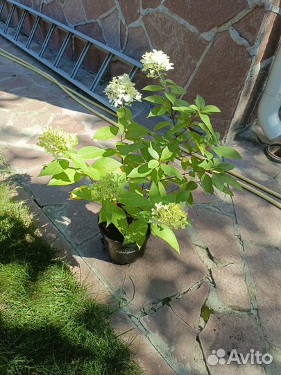 Гортензия метельчатая