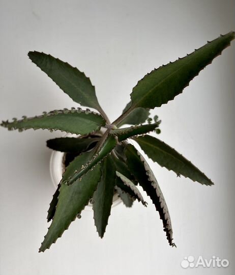 Каланхоэ лечебное