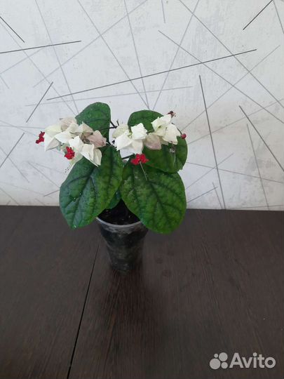 Красиво цветущие и декоративные комнатные растения