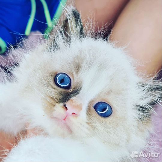 Регдолл котята