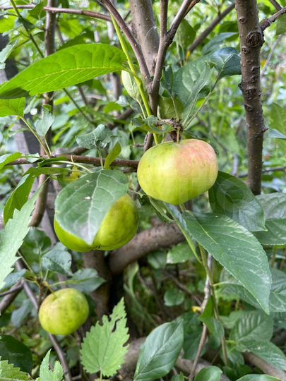 Участок 6 сот. (СНТ, ДНП)