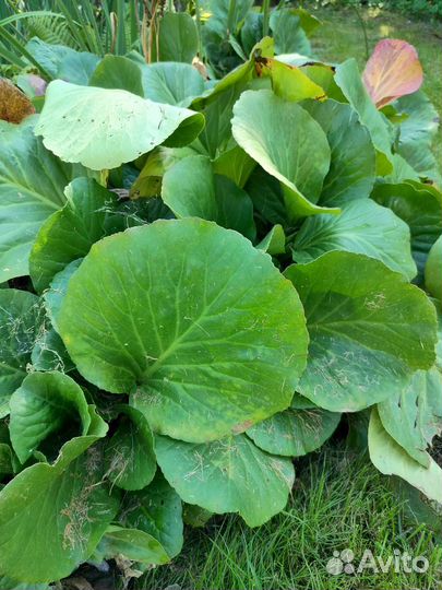 Хоста, бадан, астильба, вейгела, чубушник