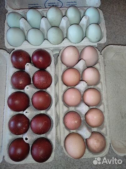 Маран, Билефельдер, Легбар, Загорская лососевая