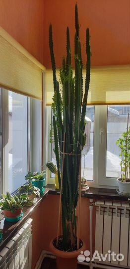 Кактус 2, 5 метра