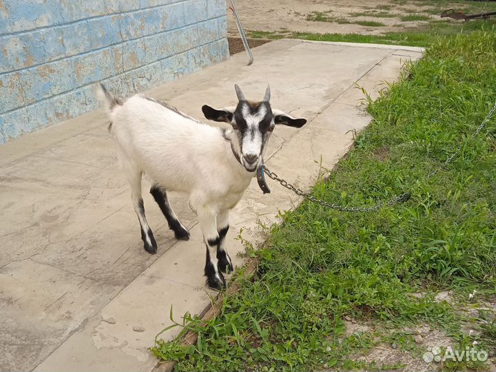 Коза дойная