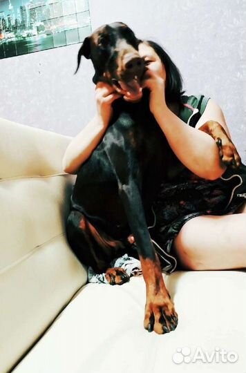 Доберман (вязка)